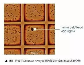 CTC单细胞的高效富集与分离检测